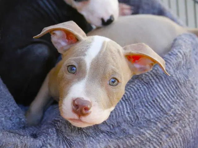 Cody - Staffordshire Bull Terrier