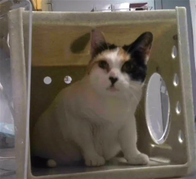 Callie - Domestic Short Hair