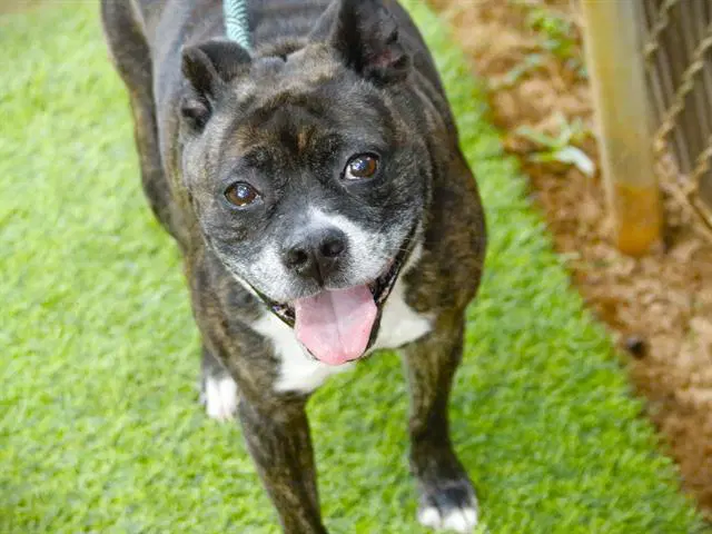 Bella - Boston Terrier