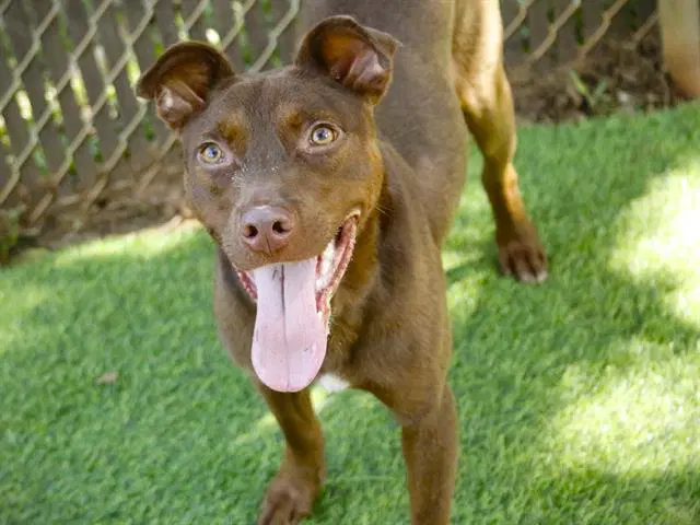 Kairo - Labrador Retriever