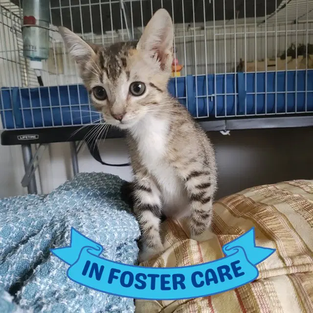 Fifer - Domestic Short Hair