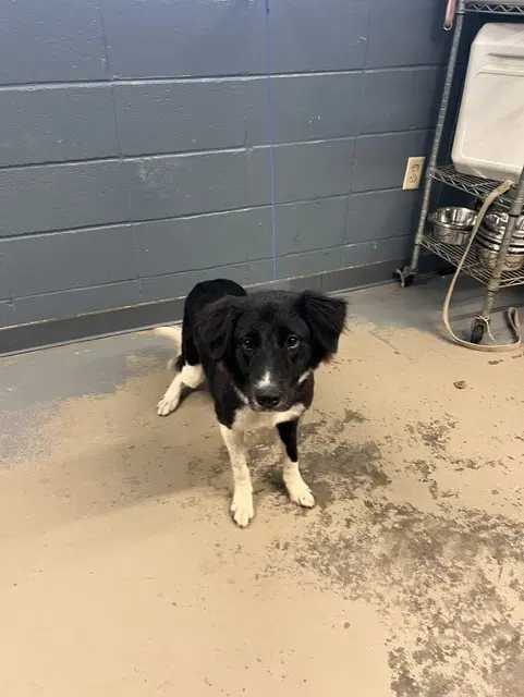 Miyuki - Border Collie