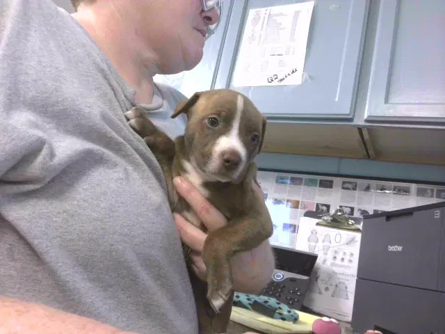 Louise - American Pit Bull Terrier