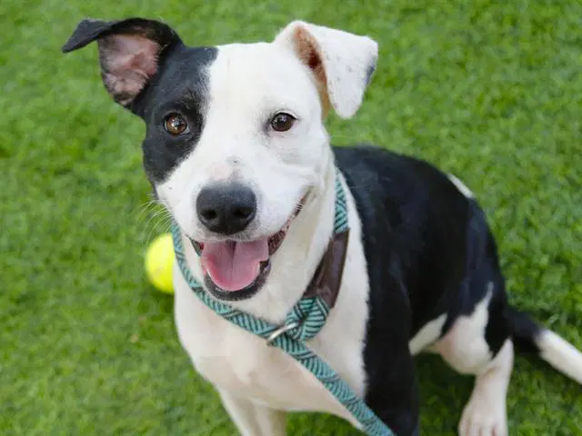 Faye - American Staffordshire Terrier