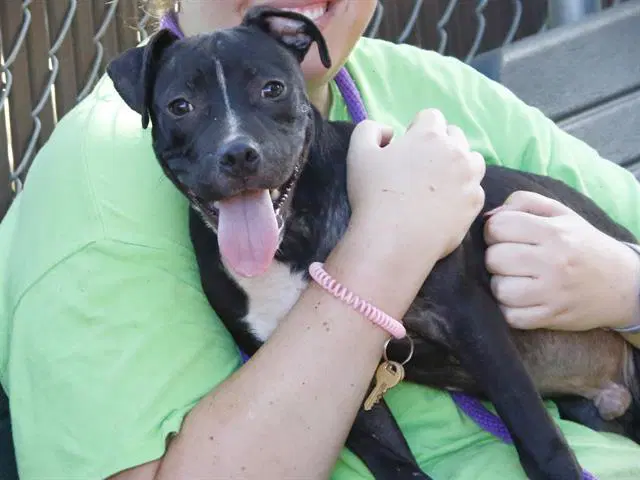 Zaxby - American Staffordshire Terrier