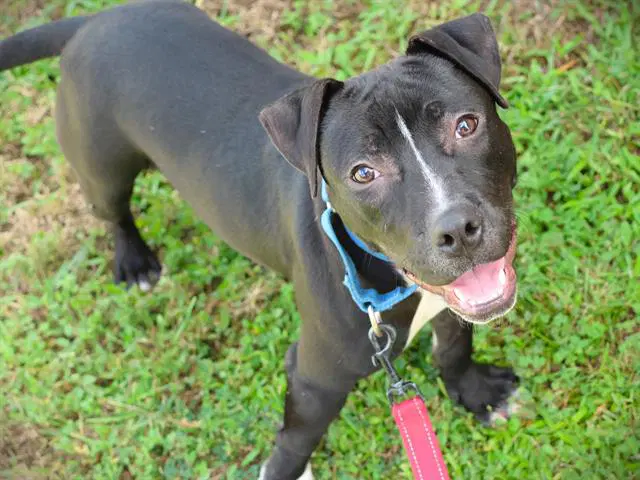 Zaxby - American Staffordshire Terrier