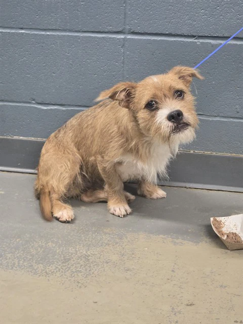 Canelo