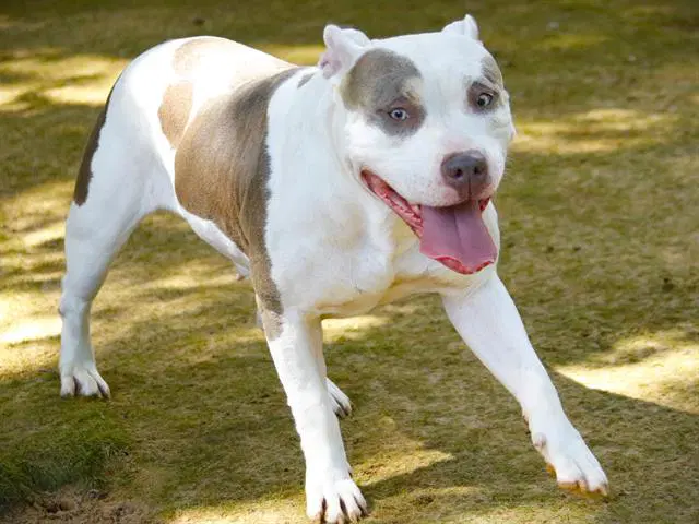 Sky - American Staffordshire Terrier