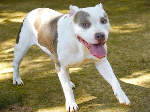 SKY, a dog for adoption from Tallahassee-Leon Community Animal Service Center