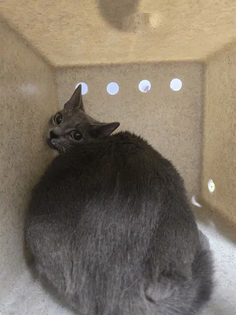 Nyla - Domestic Short Hair