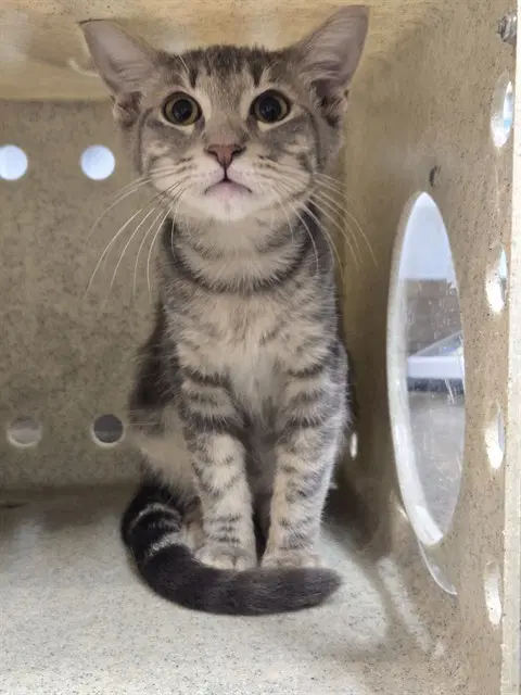 Smokey - Domestic Short Hair