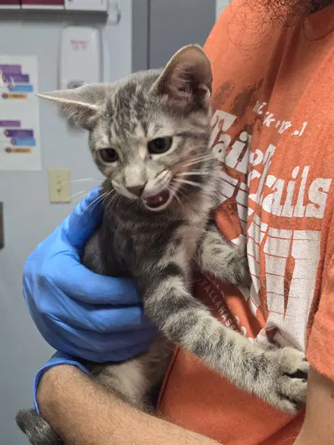 Ms Grey - Domestic Short Hair