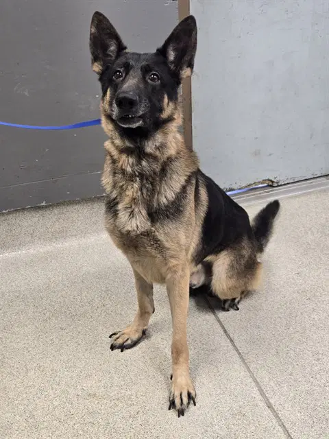 King - German Shepherd Dog