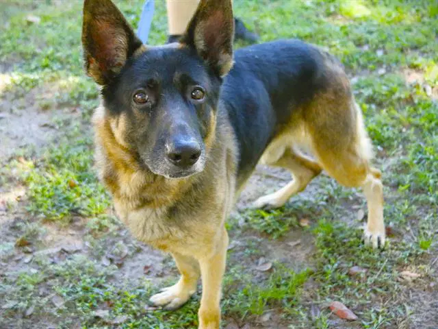 King - German Shepherd Dog