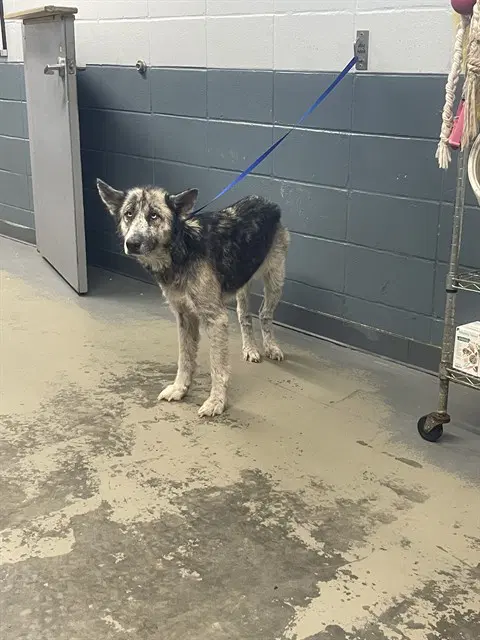 White Paw - Husky