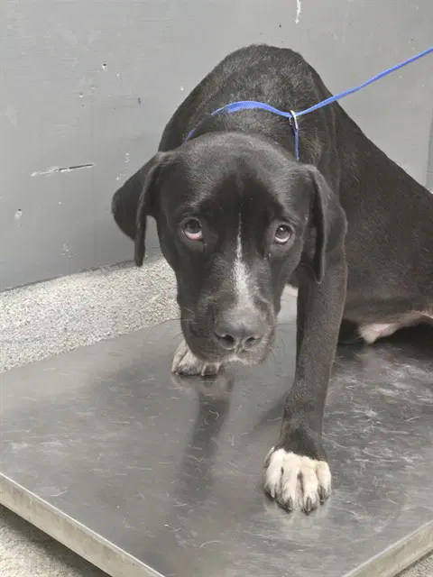 Murphy - Labrador Retriever