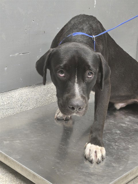 picture of the dog needing adoption