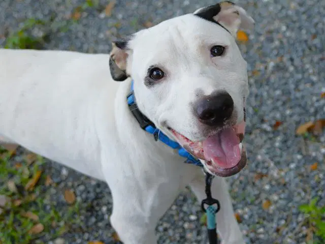 Boyka - American Staffordshire Terrier