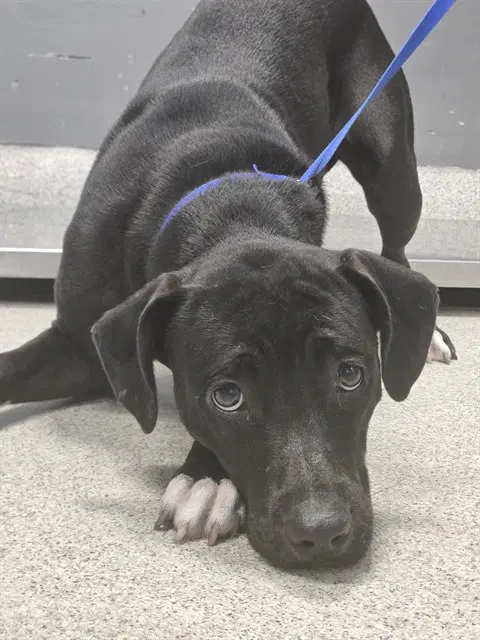 Madeline - Labrador Retriever