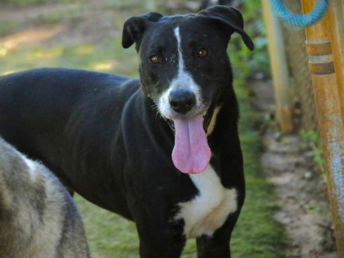 LAYLA, a dog for adoption from Tallahassee-Leon Community Animal Service Center