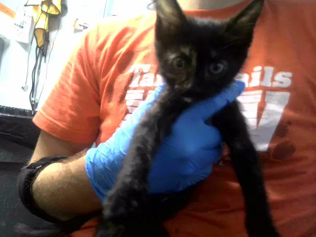 Field Pea - Domestic Short Hair