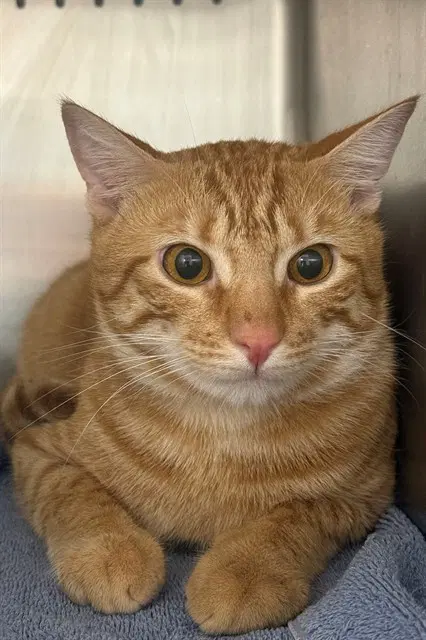Diablo - Domestic Short Hair