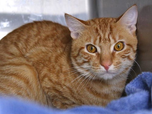 picture of the cat needing adoption