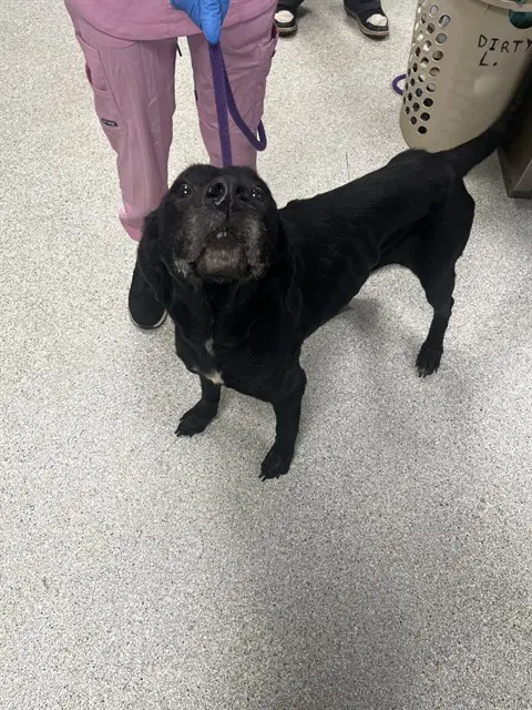 Sadie - Labrador Retriever