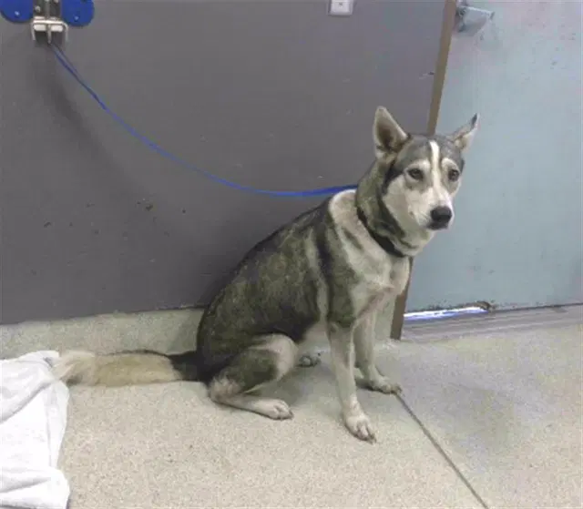 Chanel - Husky