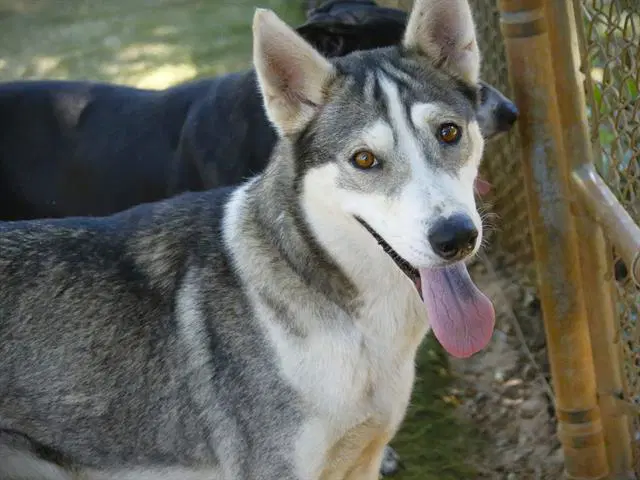 Chanel - Husky