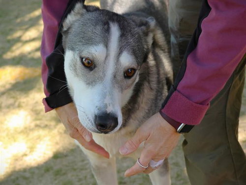 Chanel, Husky / Mixed (medium coat)