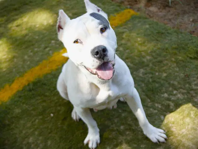 Cassie - American Pit Bull Terrier