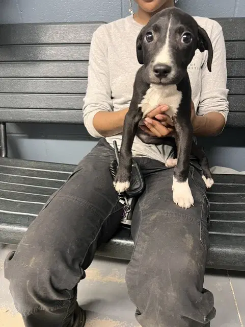 Waylon - American Pit Bull Terrier