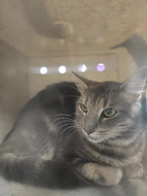 Fuzz - Domestic Medium Hair