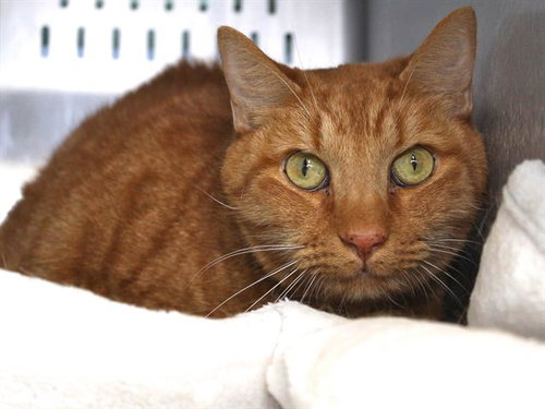 picture of the cat needing adoption