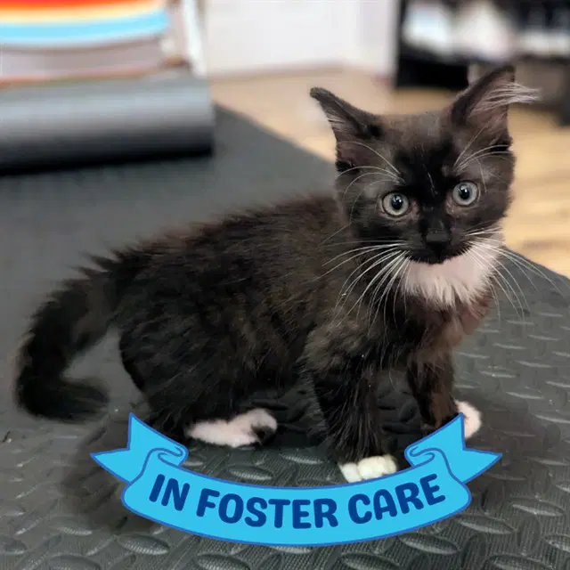 Charlie - Domestic Medium Hair
