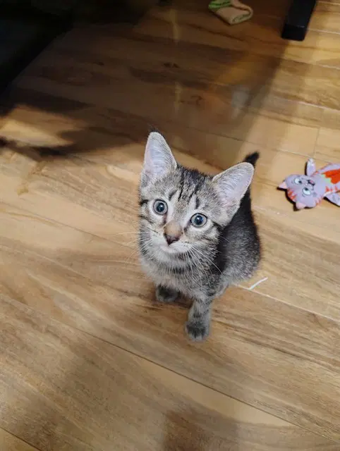 Tater Tot - Domestic Short Hair