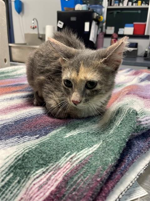 picture of the cat needing adoption