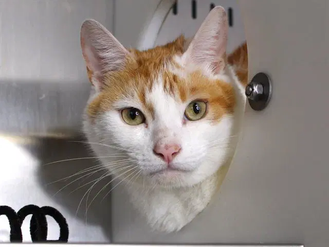 Berlin - Domestic Short Hair
