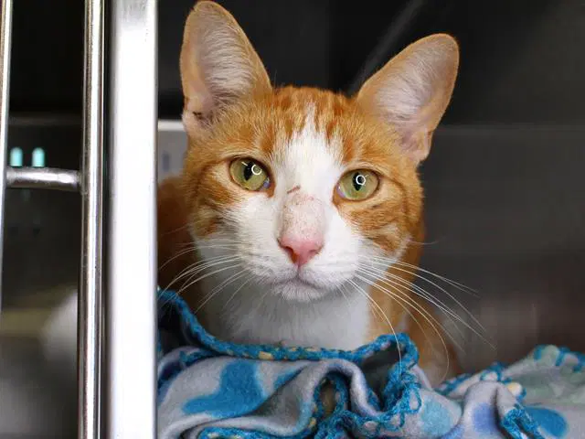 Pimento - Domestic Short Hair