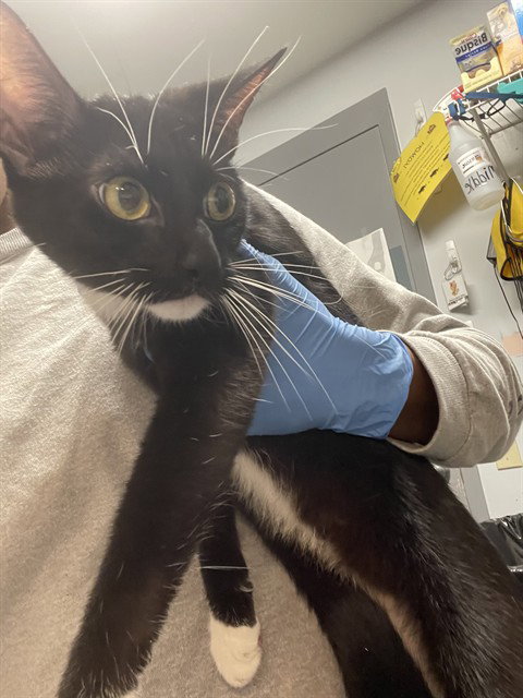 picture of the cat needing adoption
