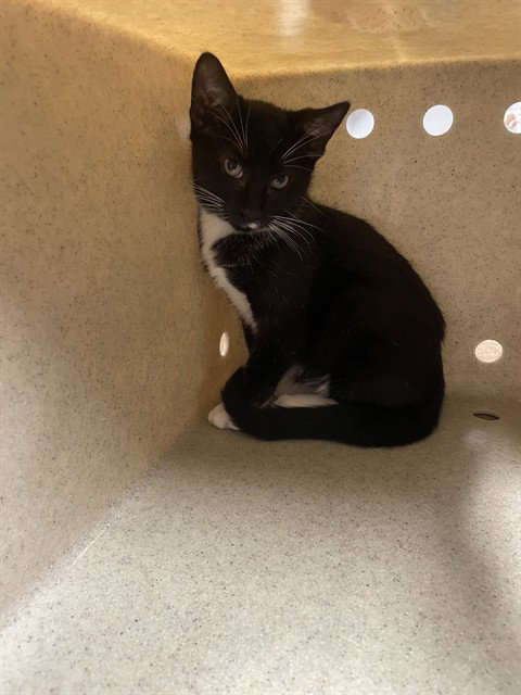 picture of the cat needing adoption