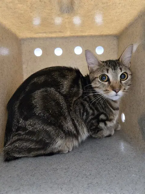 Tiffany - Domestic Short Hair