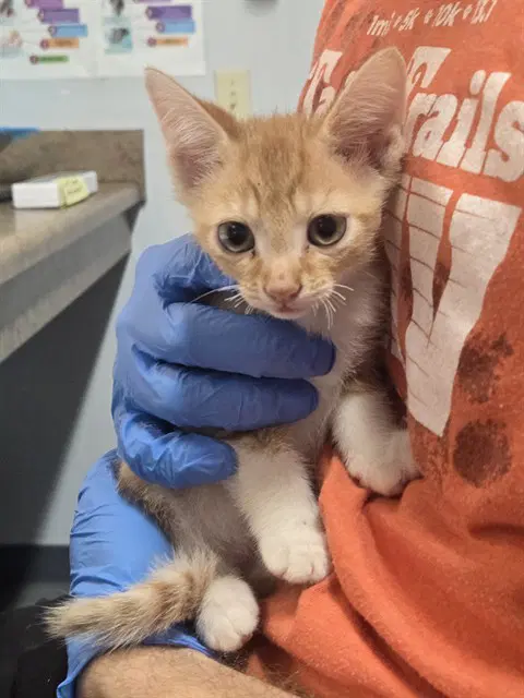 Everett - Domestic Short Hair