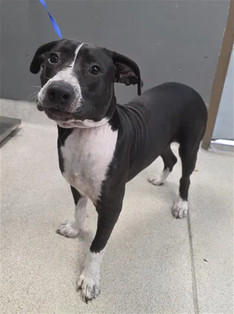 Osiris - American Staffordshire Terrier