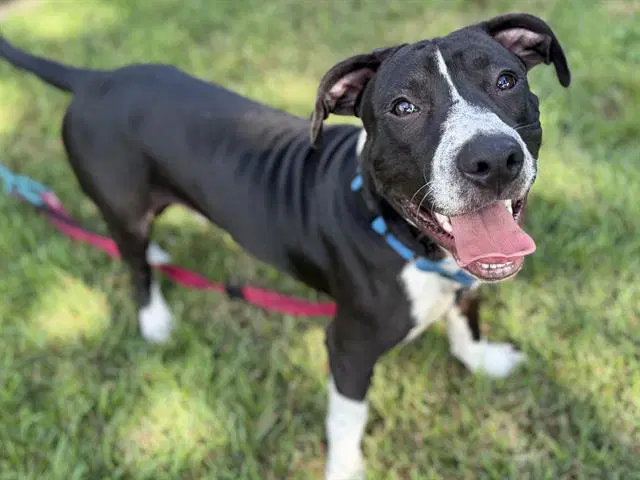 Osiris - American Staffordshire Terrier