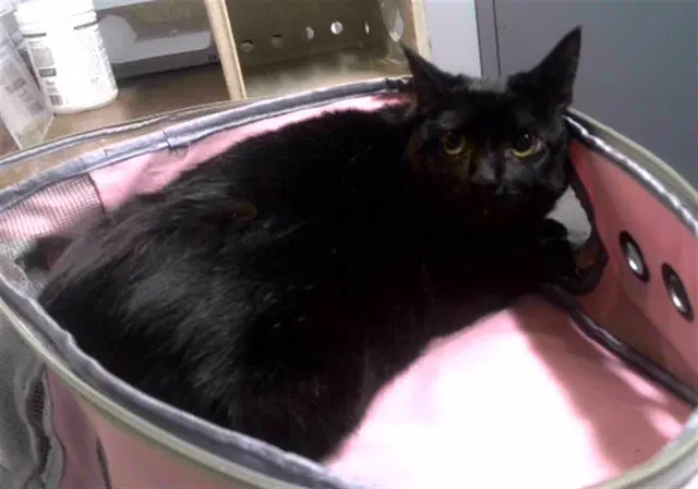 Clover - Domestic Short Hair