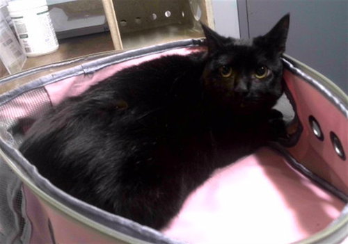 picture of the cat needing adoption