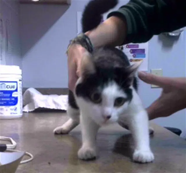 Livia - Domestic Short Hair