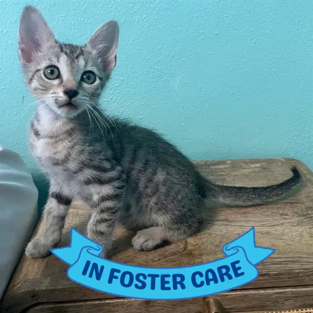 Louie - Domestic Short Hair